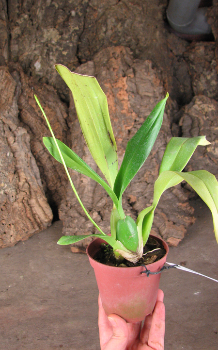 Oncidium Namboh Waltz 'Boso Sweet'.jpg