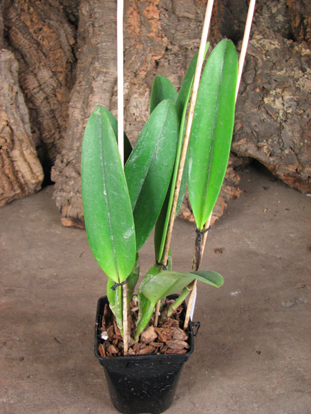 Cattleya mossiae var amoena.jpg