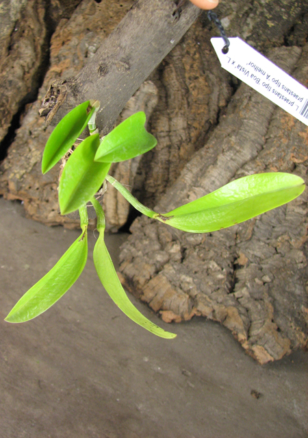 Laelia praestans tipo 'Boa Vista' x Laelia praestans tipo 'A melhor'.jpg