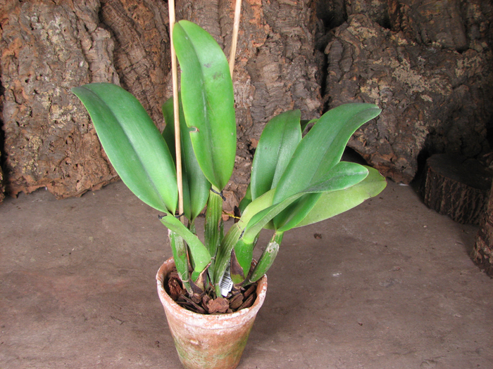 Brassolaeliocattleya Lucky Strike 'Mangkorn'.jpg