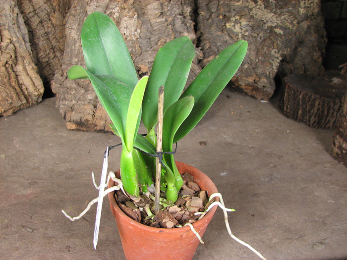 Rhyncholaeliocattleya Always Dream 'Volcano Queen'.jpg