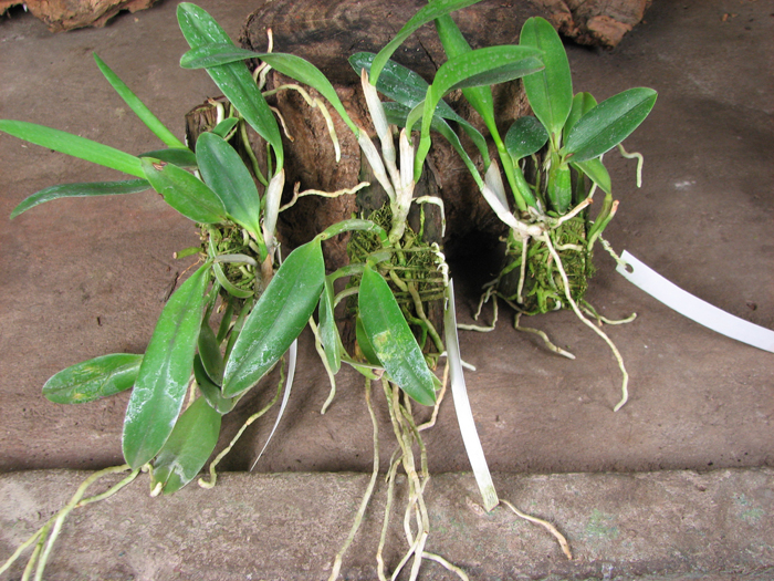 Laelia praestans и Laelia praestans 'Black Lip' XXX x Laelia praestans 'Daniel' XXX.jpg