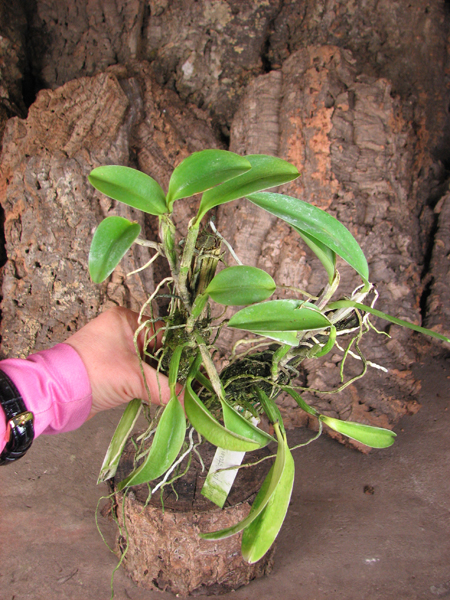 Laelia praestans.jpg