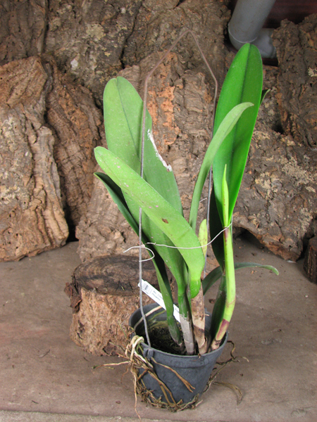 Brassolaeliocattleya Chinese Beauty 'Fire Phoenix'.jpg
