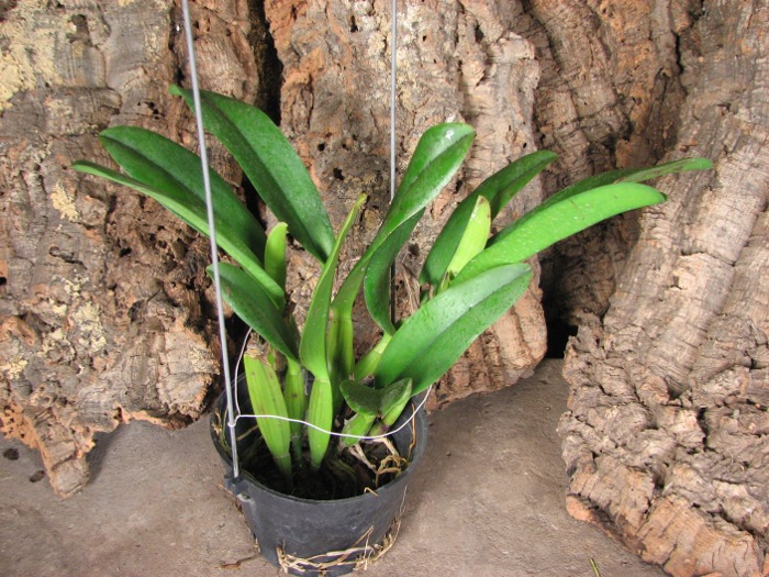 Laeliocattleya Chan Hsiu Jewel 'San Mei' (Cattleya Moscombe x Laeliocattleya Wayndora).JPG