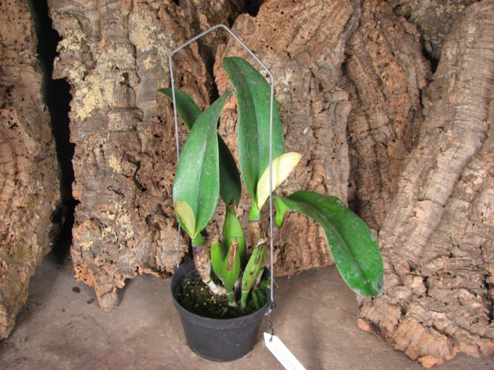 Laeliocattleya Orglade's Grand 'Yu Chang Beauty' (Mildred Rives x Persepolis).JPG