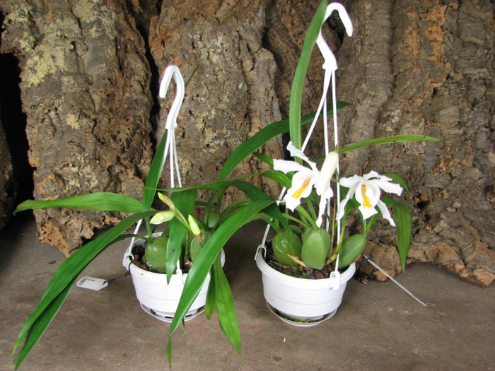 Coelogyne cristata.JPG