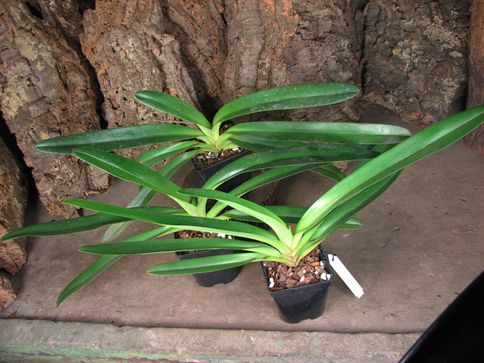 Paphiopedilum rothschildianum.jpg