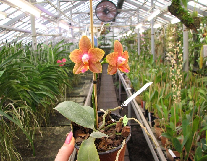 Phalaenopsis Sogo Lawrence x Phalaenopsis Kung's Red Cherry.JPG