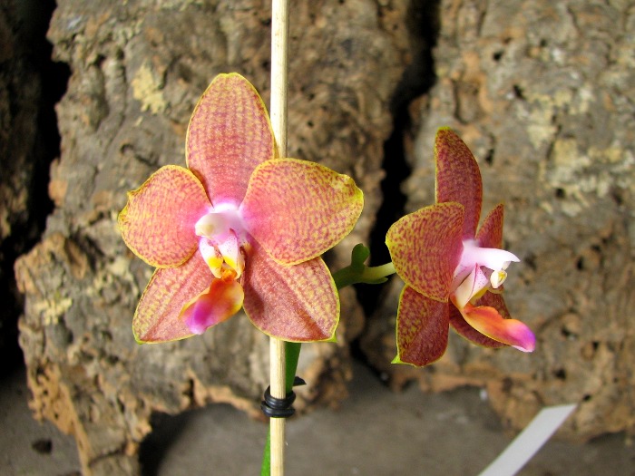Phalaenopsis Sogo Lawrence x Phalaenopsis Kung's Red Cherry .JPG