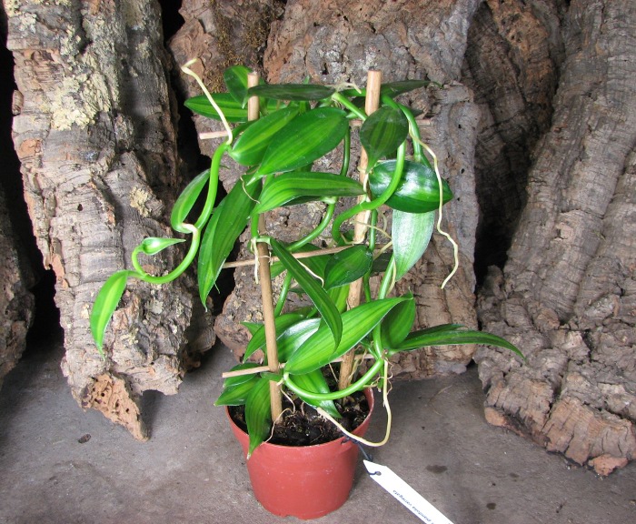 Vanilla planifolia variegata.JPG