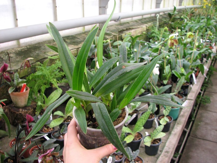 Phragmipedium Eumelia Arias (kovachii x schlimii).JPG