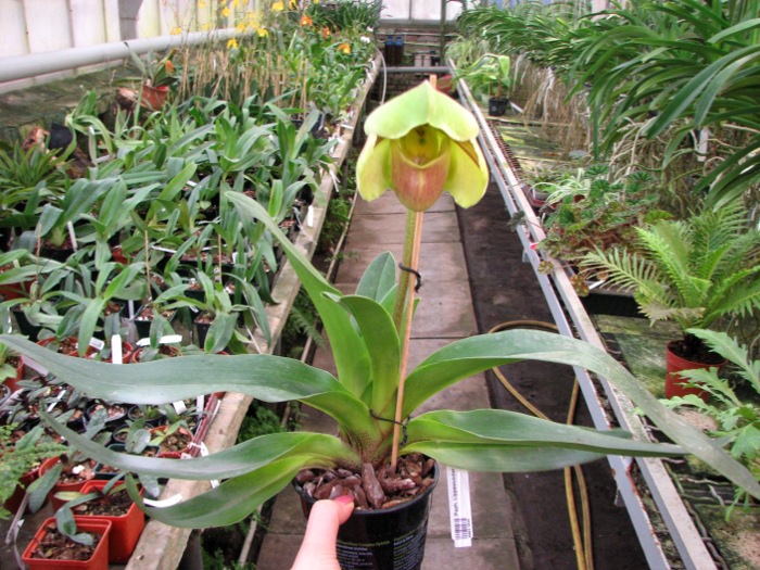 Paphiopedilum Lippewunder hybrid.JPG