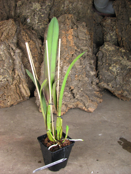 Laelia perrini concolor 'AWZ' x Laelia perrini delicata 'AM' XXXX.jpg