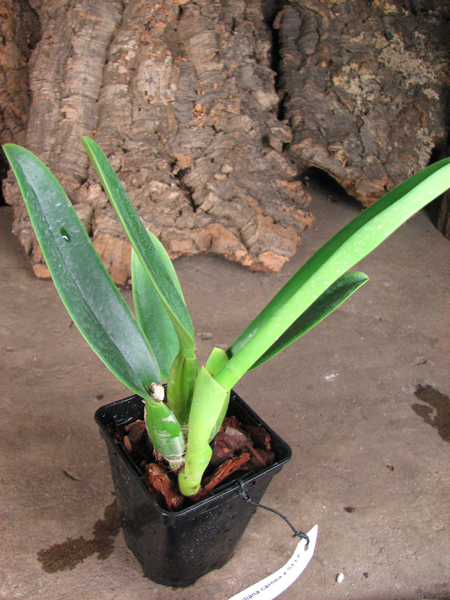 Cattleya percivaliana carnea x SELF.jpg