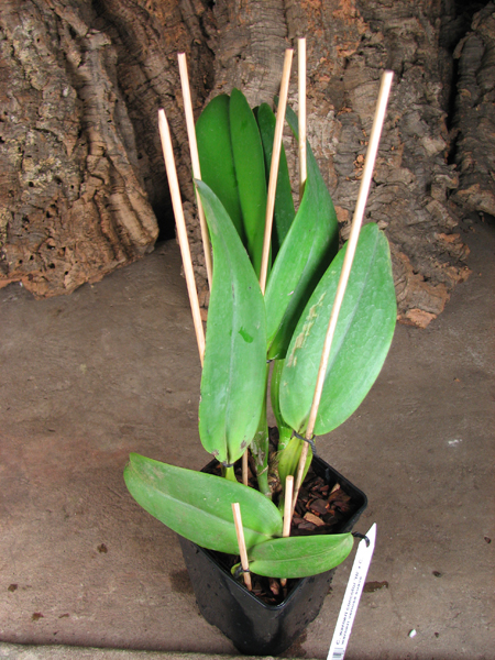 Cattleya warneri concolor 'HI' x Cattleya warneri venosa suave.jpg
