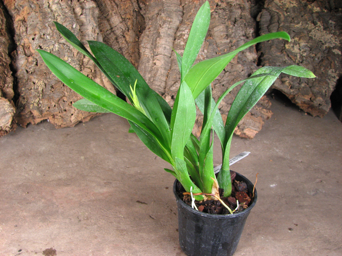 Brassada Mivada (Brassia brachiata X Ada aurantiaca).jpg