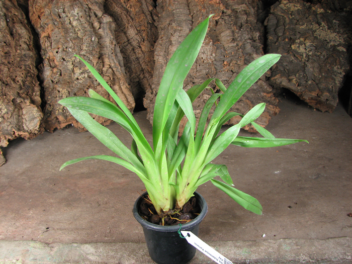 Miltonia Rubenesque 'Karismic Kay'.jpg