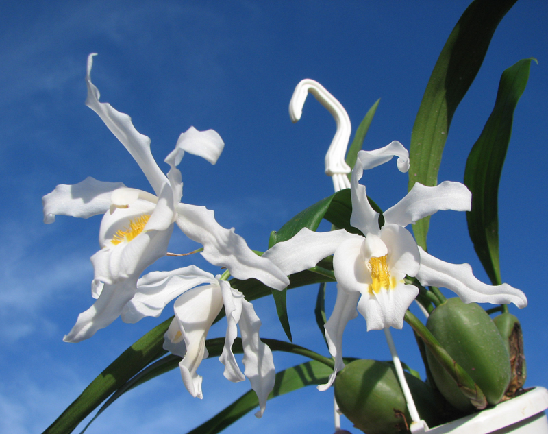 Coelogyne cristata.jpg