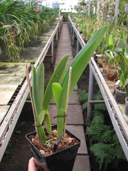 Cattleya labiata alba x Cattleya labiata roxo bispo 'Urbano'.jpg