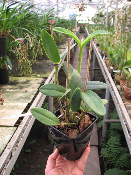 Cattleya loddigesii tipo 'Gigante' x Cattleya loddigesii 'Erica'.jpg