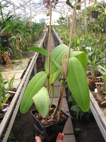 Cattleya leopoldii 'Dark Show' x Cattleya aurea 'Uraba-A'.jpg