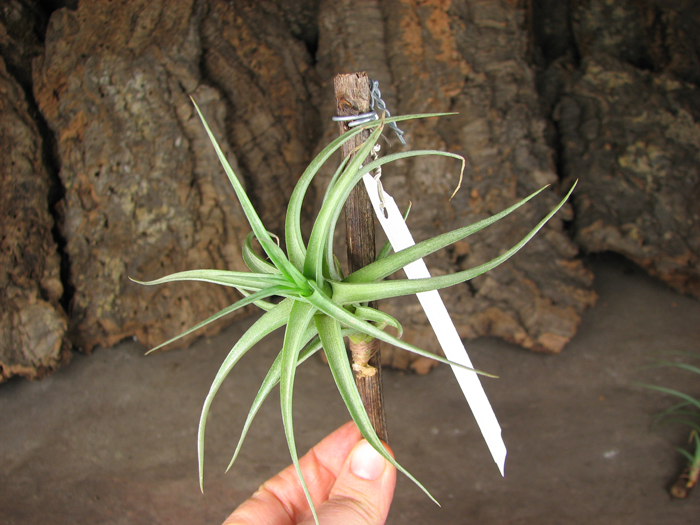 Tillandsia bergeri hybrid.jpg