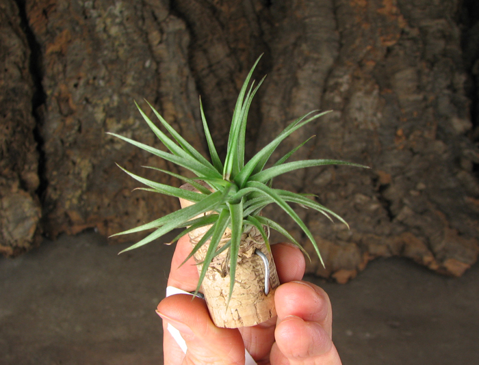 Tillandsia aeranthos Bronze.jpg