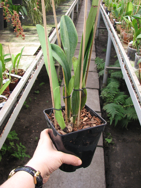 Cattleya trianae amesiana A x Cattleya trianae amesiana B.jpg