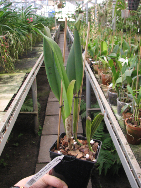 Cattleya Earl 'Imperialis' x Brassolaeliocattleya Ranger Six 'Aok' x Brassavola digbyana 'Mr Pig'.jpg