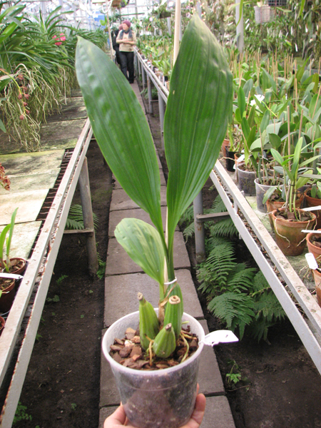Gongora portentosa.jpg