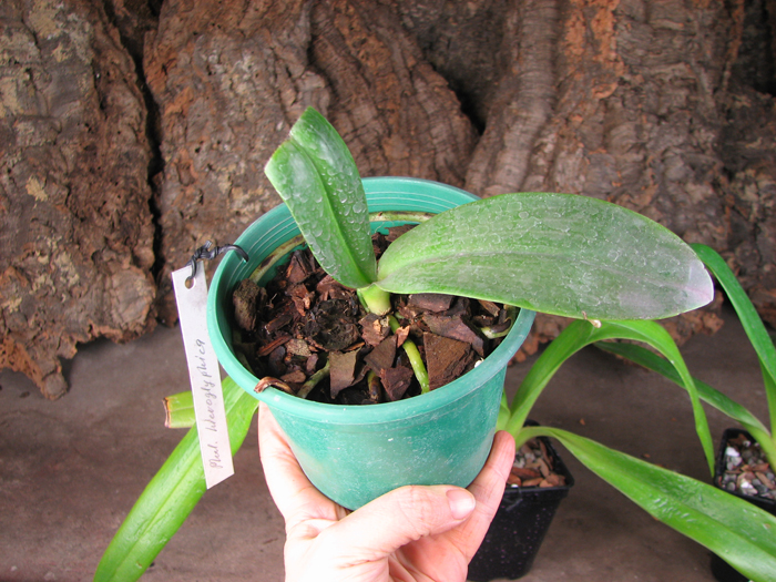 Phalaenopsis hieroglyphica.jpg