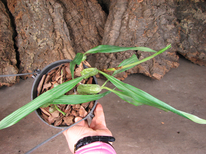 Coelogyne cristata var hololeuca.jpg