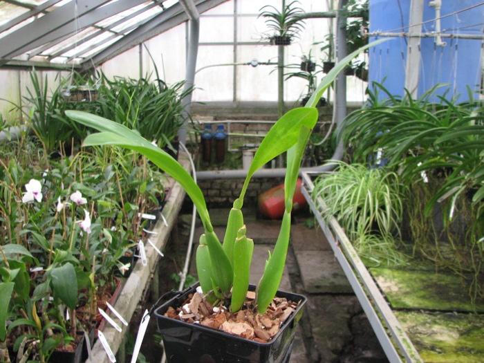 Brassia wageneri.JPG