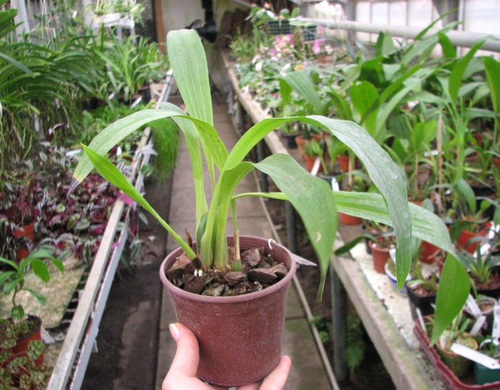 Zygopetalum Barbel Hohn.JPG