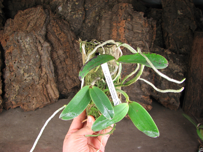 Cattleya aclandiae 'Itaparica' x Cattleya aclandiae 'Mulatinha'.jpg