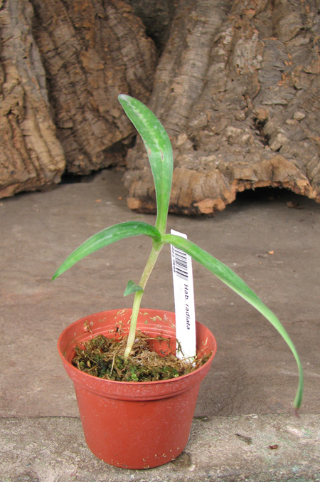 Habenaria radiata.jpg