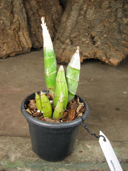 Catasetum tenebrosum.jpg