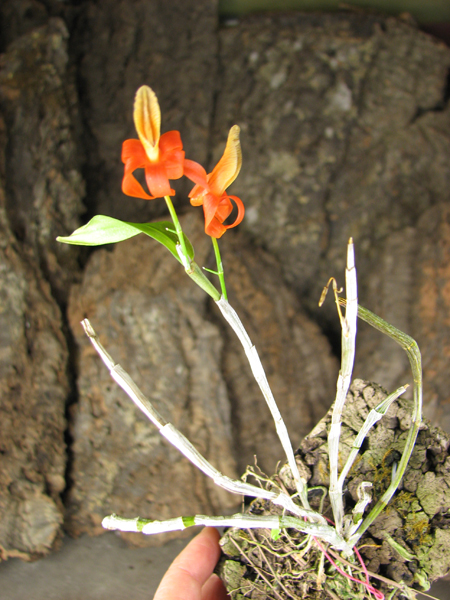 Dendrobium unicum.jpg