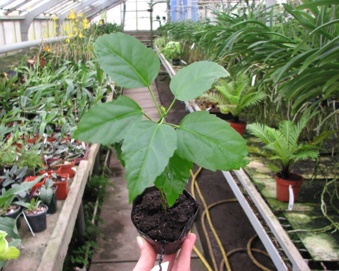 Hibiscus Rosa-Sinensis.JPG
