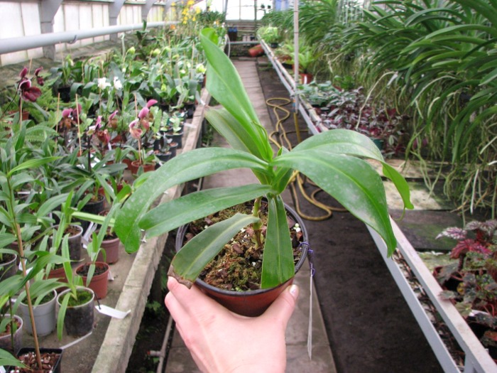 Nepenthes ventricosa.JPG