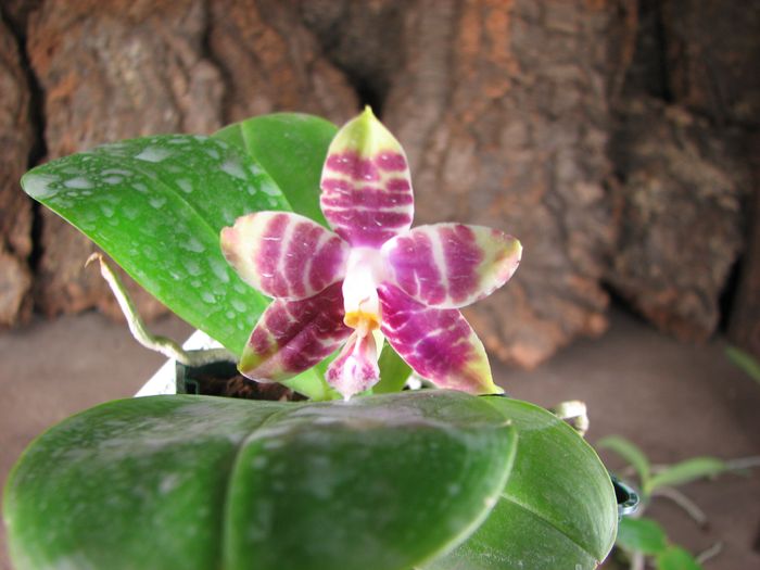 Phalaenopsis (Gelblieber x mariae).jpg
