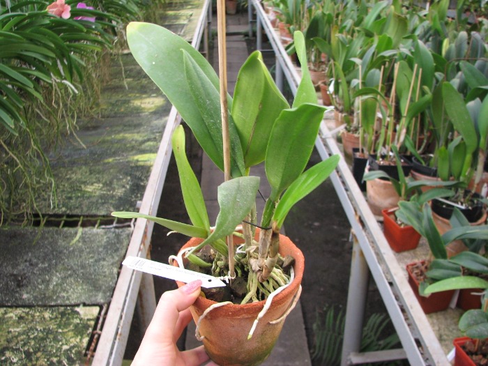 Brassolaeliocattleya Village Chief North 'Green Genuie'.JPG