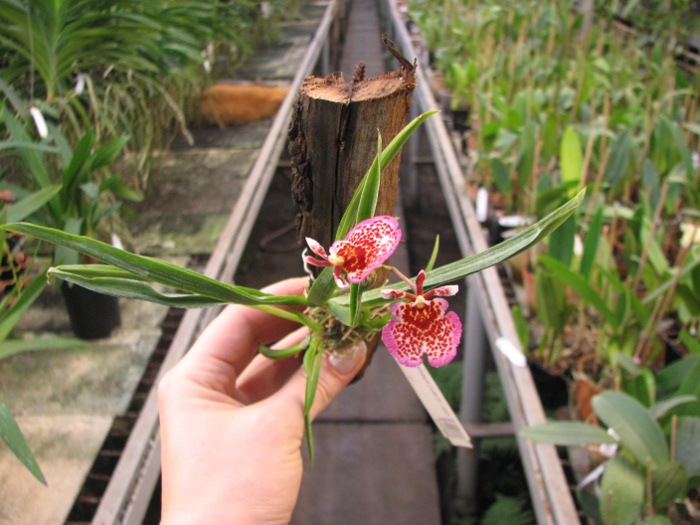 Oncidium (Tolumnia) hybrids 4.JPG