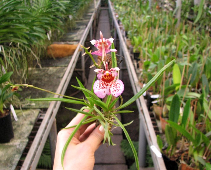 Oncidium (Tolumnia) hybrids 3.JPG
