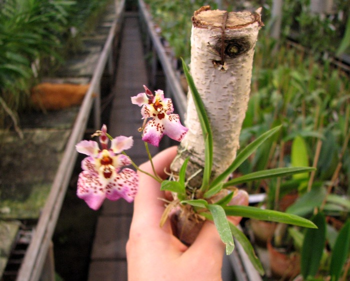 Oncidium (Tolumnia) hybrids 1.JPG