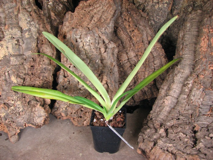 Paphiopedilum rothschildianum 'Da guan Yuan' x sibling 'Green Valley'.JPG