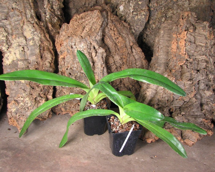 Paphiopedilum rothschildianum 'Chao Chou' x Paphiopedilum gigantiferum '#1'.JPG