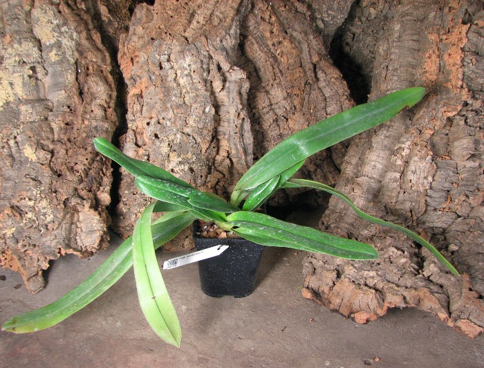 Paphiopedilum sanderianum.JPG