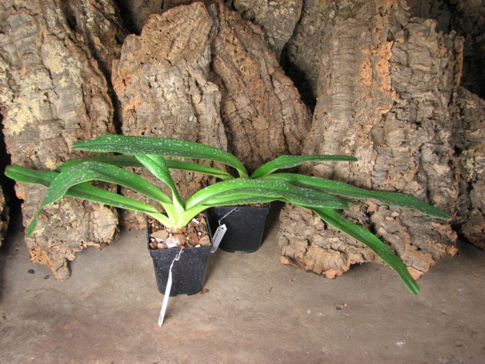 Paphiopedilum stonei 'In-Charm' x self.JPG